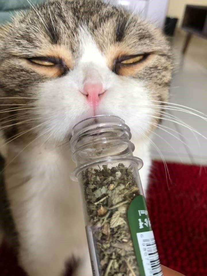 간다간다뿅간다 이미지