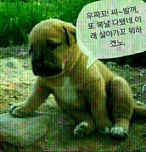 아라선 이미지