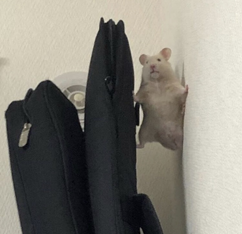 인성 이미지
