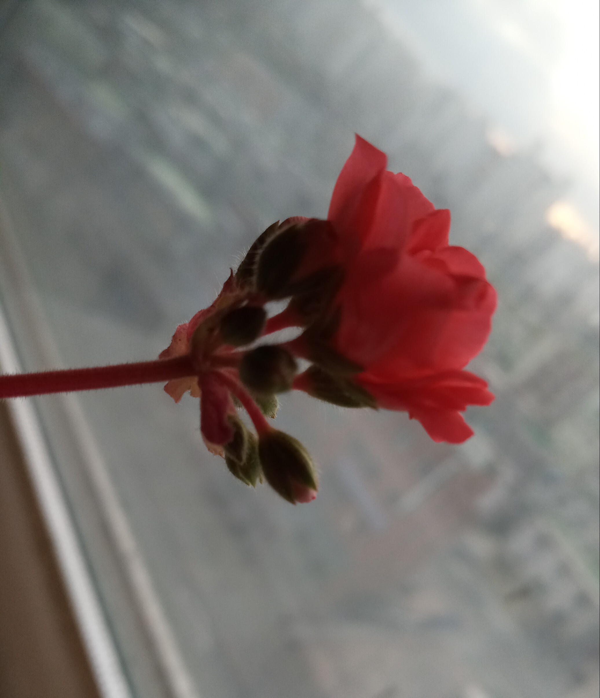 알루어 이미지