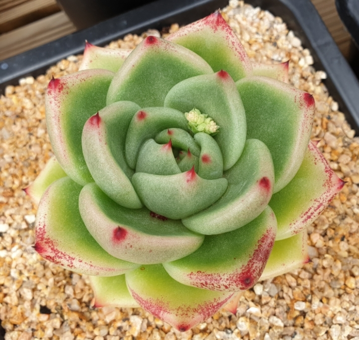 다육이야기 이미지