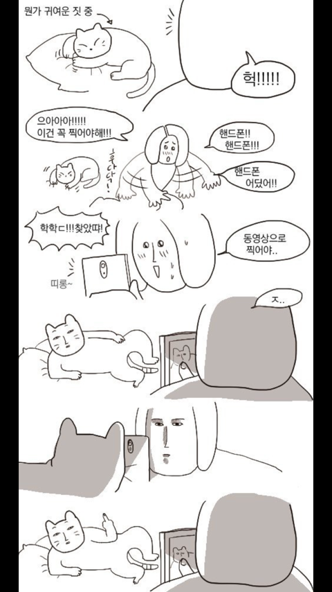 고양이가 뭔가 귀여운 짓을 하고 있다 | 인스티즈