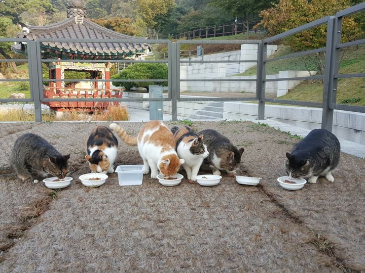 뚠냥이들의 보스 대빵이 | 인스티즈