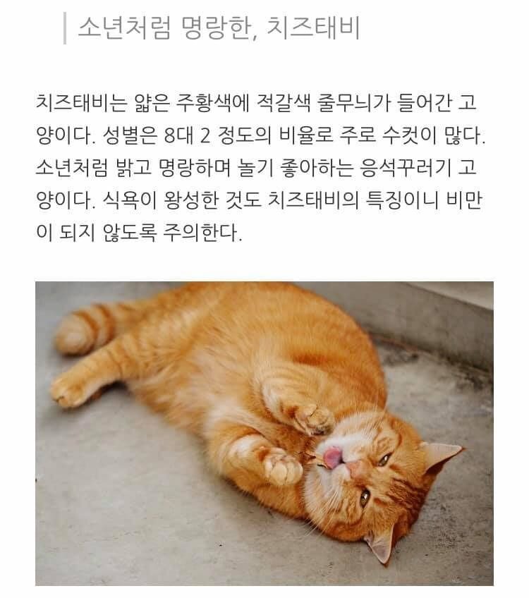 고양이 종류별 성격.jpg | 인스티즈