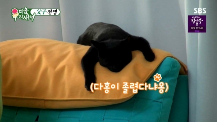 [미우새] 완전 개냥이인 박수홍네 고양이 다홍이 | 인스티즈