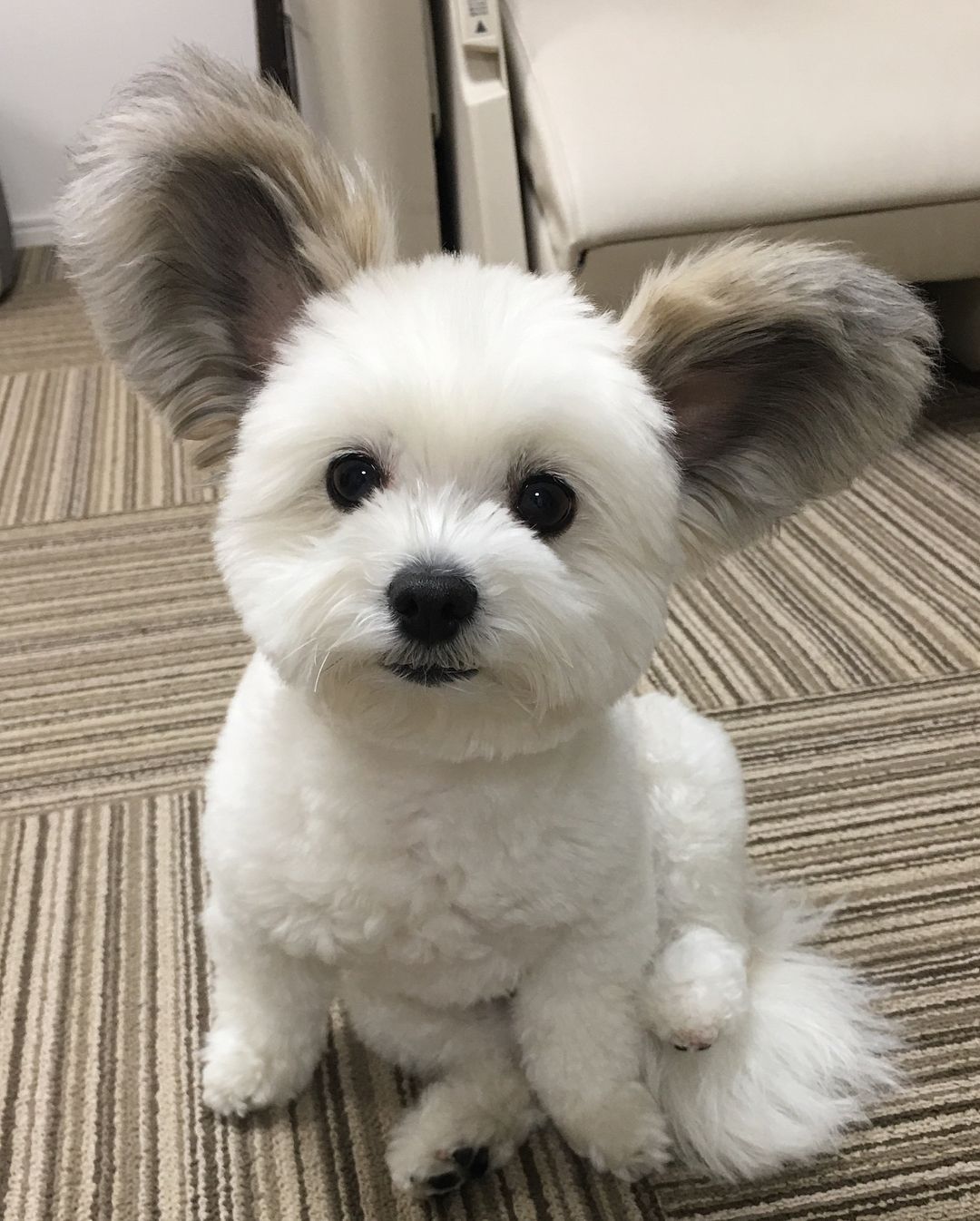 귀가 진짜 이따ヾ(＠°°＠)ﾉ만한 강아지 | 인스티즈