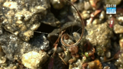 아무리봐도 지구의것이 아닌것같은 생물의 씨앗.GIF | 인스티즈