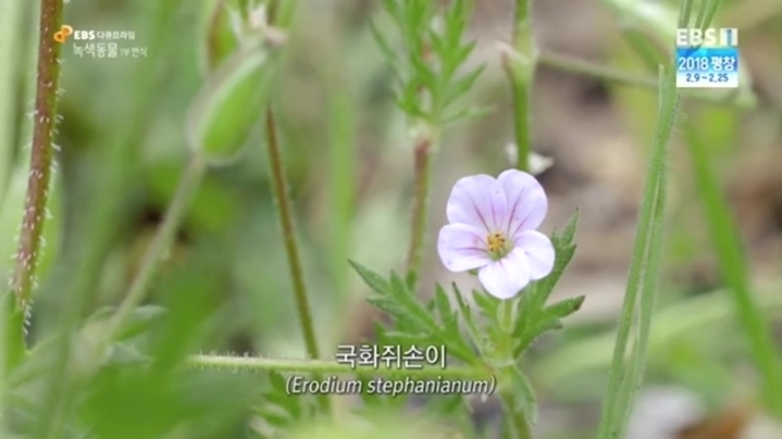 아무리봐도 지구의것이 아닌것같은 생물의 씨앗.GIF | 인스티즈