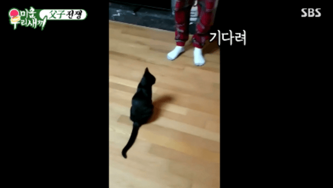 [미우새] 완전 개냥이인 박수홍네 고양이 다홍이 | 인스티즈
