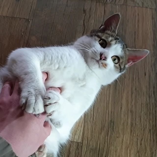 이름도 어쩜 무일까 싶은 유튜버 haha ha네 고양이 무 | 인스티즈