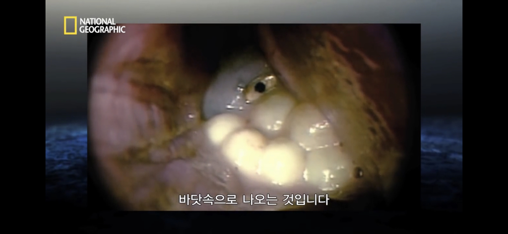 샌드타이거상어의 자궁 안에서 벌어지는 일.gif (혐오주의) | 인스티즈