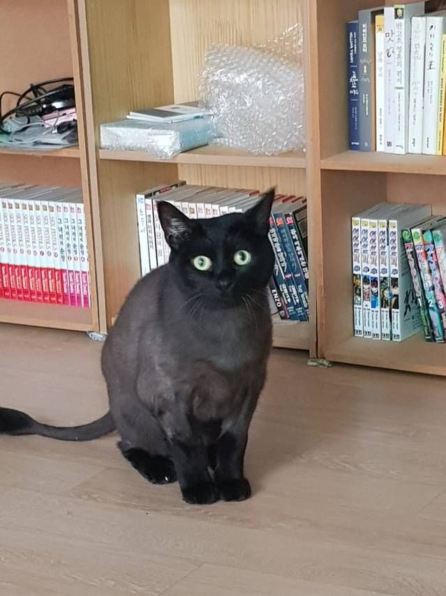 고양이 응가 냄새가 너무 심해서 입으로 숨을 쉬었더니.jpg | 인스티즈