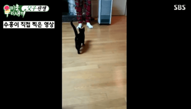 [미우새] 완전 개냥이인 박수홍네 고양이 다홍이 | 인스티즈