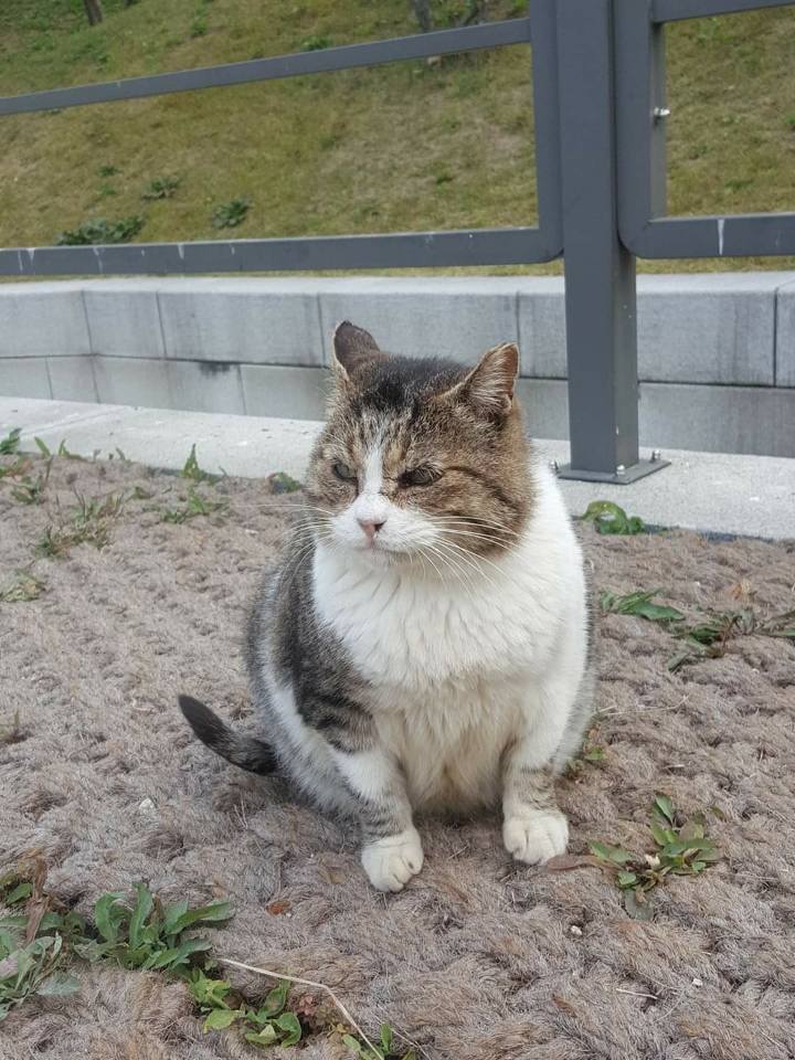 뚠냥이들의 보스 대빵이 | 인스티즈