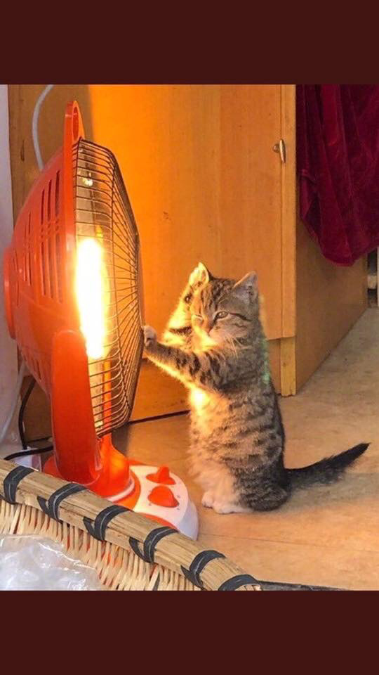 길 가다가 우연히 본 고양이.jpg | 인스티즈