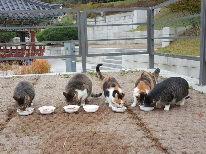 뚠냥이들의 보스 대빵이 | 인스티즈