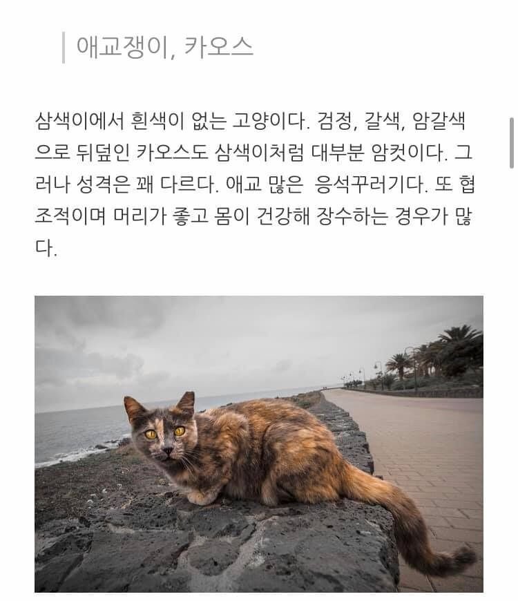 고양이 종류별 성격.jpg | 인스티즈