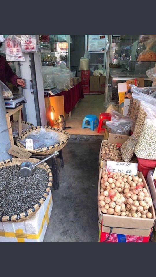 길 가다가 우연히 본 고양이.jpg | 인스티즈