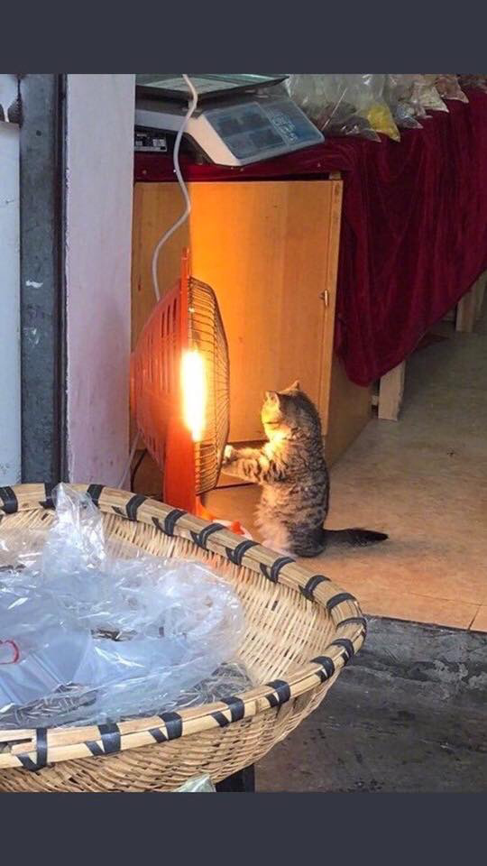 길 가다가 우연히 본 고양이.jpg | 인스티즈