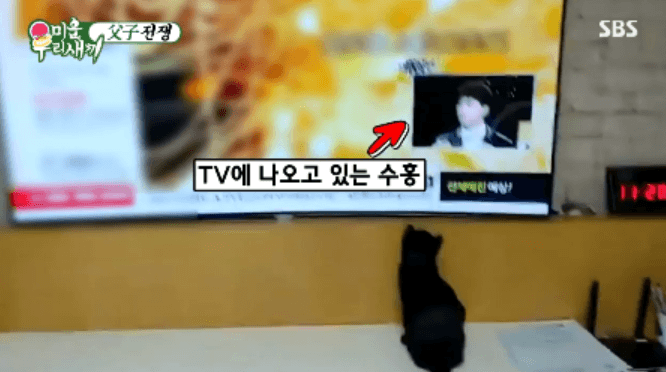 [미우새] 완전 개냥이인 박수홍네 고양이 다홍이 | 인스티즈