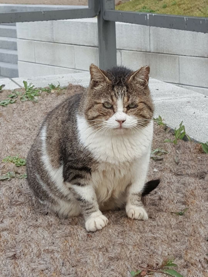 뚠냥이들의 보스 대빵이 | 인스티즈