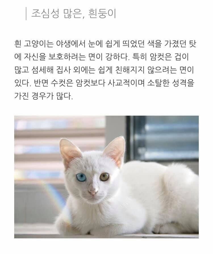 고양이 종류별 성격.jpg | 인스티즈