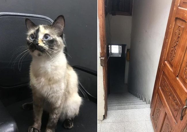 계단에서 떨어질 뻔한 아기를 구한 고양이.gif | 인스티즈