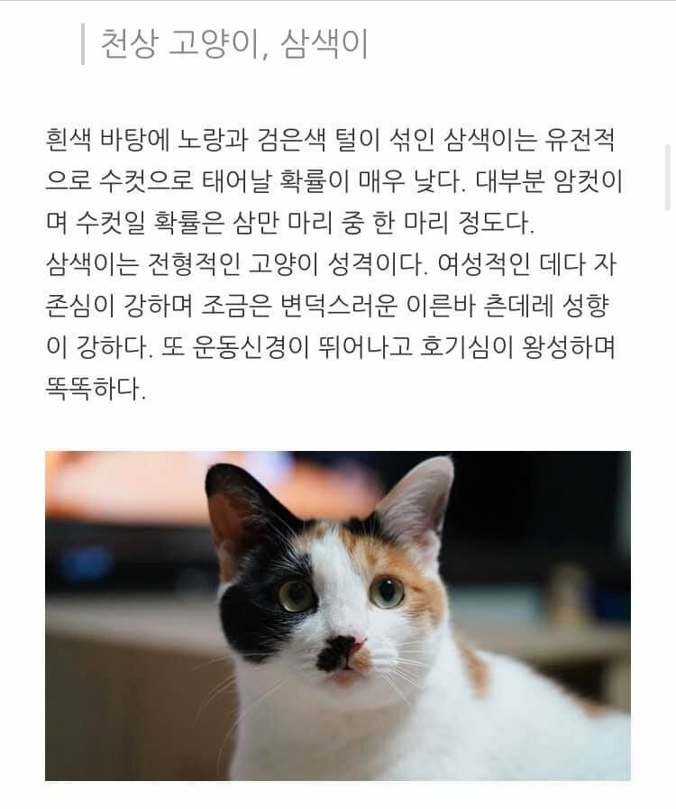 고양이 종류별 성격.jpg | 인스티즈