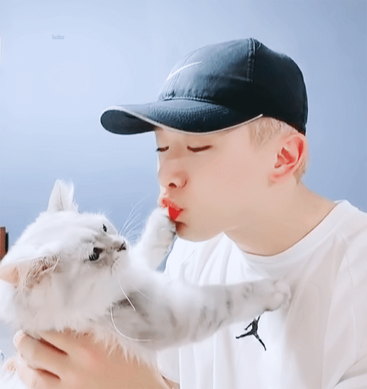 고양이 은신술 등급 | 인스티즈