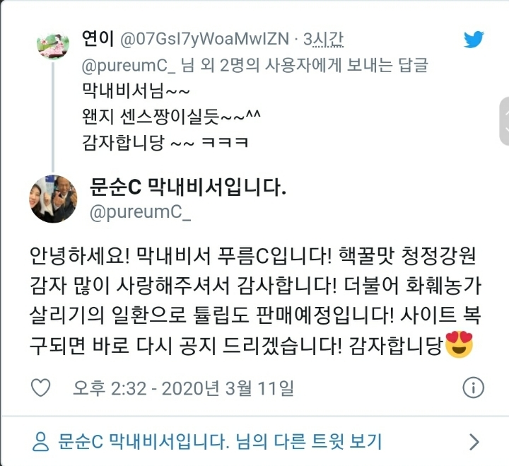 강원도에서 감자판매 이후 진행할 듯한 튤립 판매 미리보기((아직 구매못함)) | 인스티즈