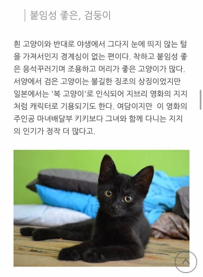 고양이 종류별 성격.jpg | 인스티즈