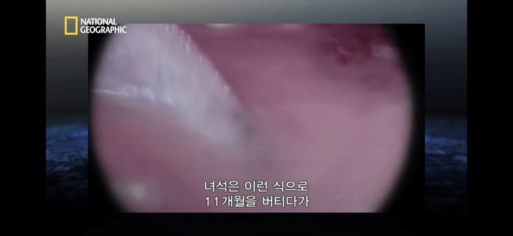 샌드타이거상어의 자궁 안에서 벌어지는 일.gif (혐오주의) | 인스티즈