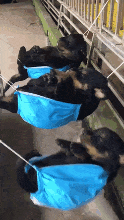 강아지 세 마리 재우기.gif | 인스티즈