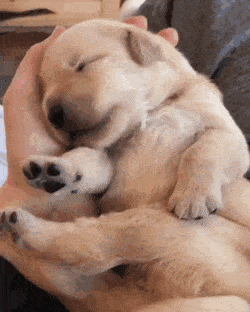 우유 먹고 잠든 댕댕이.gif | 인스티즈