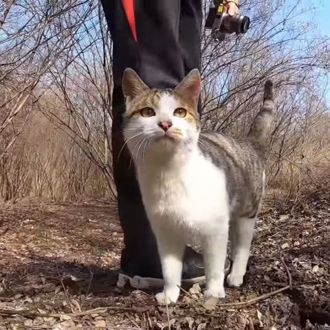 이름도 어쩜 무일까 싶은 유튜버 haha ha네 고양이 무 | 인스티즈