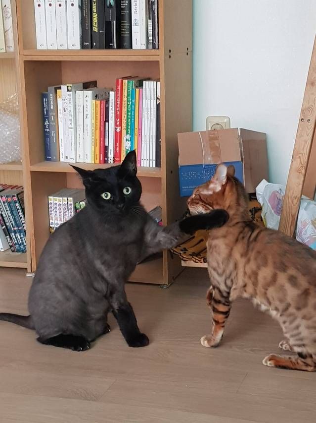 고양이 응가 냄새가 너무 심해서 입으로 숨을 쉬었더니.jpg | 인스티즈