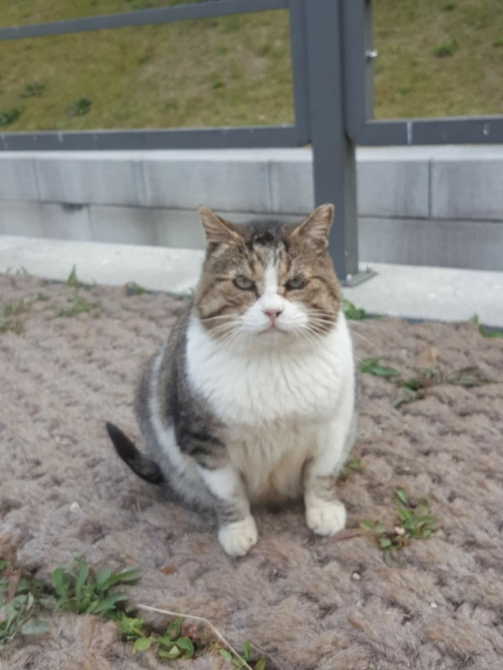 뚠냥이들의 보스 대빵이 | 인스티즈