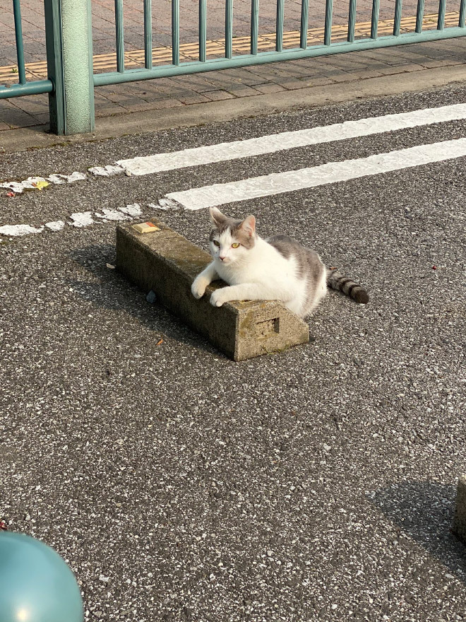 주차턱을 베개로 쓰는 고양이들.jpg | 인스티즈