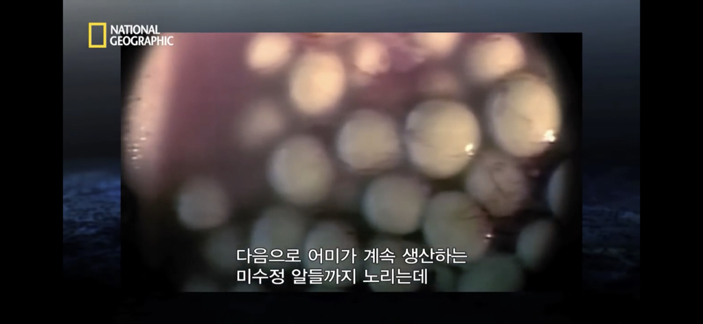 샌드타이거상어의 자궁 안에서 벌어지는 일.gif (혐오주의) | 인스티즈