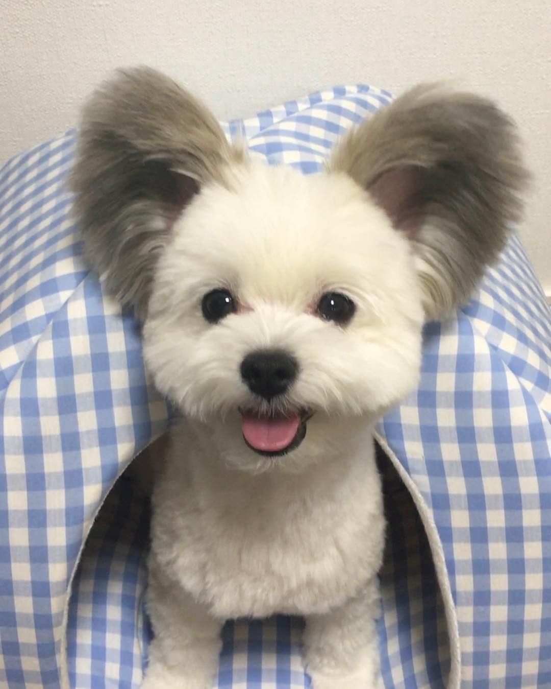 귀가 진짜 이따ヾ(＠°°＠)ﾉ만한 강아지 | 인스티즈