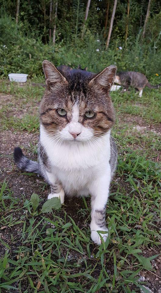 뚠냥이들의 보스 대빵이 | 인스티즈
