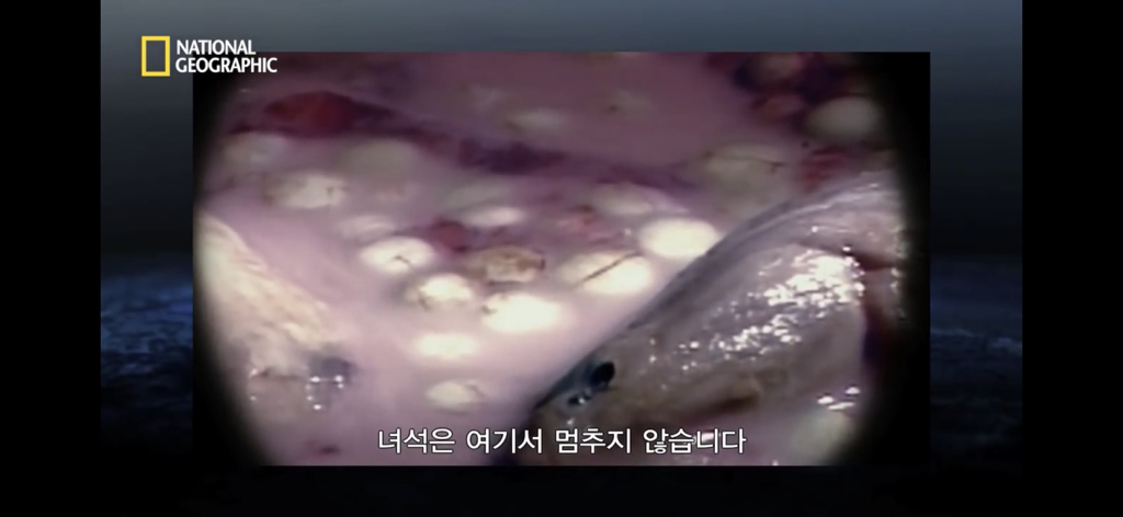 샌드타이거상어의 자궁 안에서 벌어지는 일.gif (혐오주의) | 인스티즈