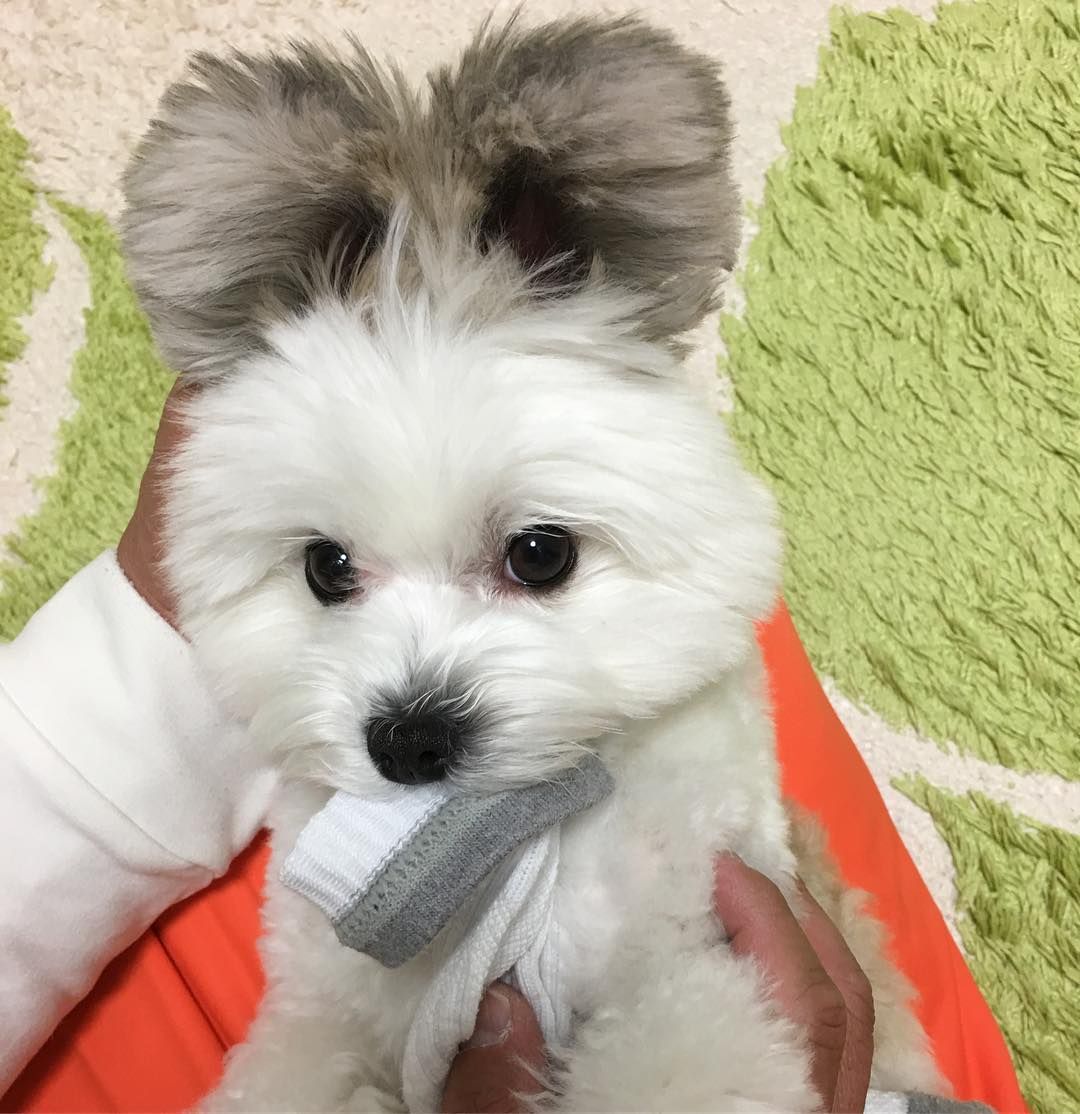 귀가 진짜 이따ヾ(＠°°＠)ﾉ만한 강아지 | 인스티즈