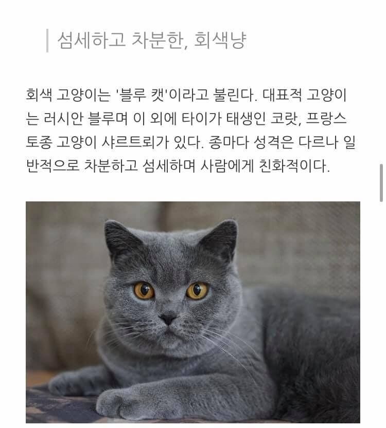 고양이 종류별 성격.jpg | 인스티즈