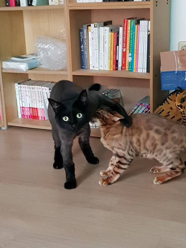 고양이 응가 냄새가 너무 심해서 입으로 숨을 쉬었더니.jpg | 인스티즈