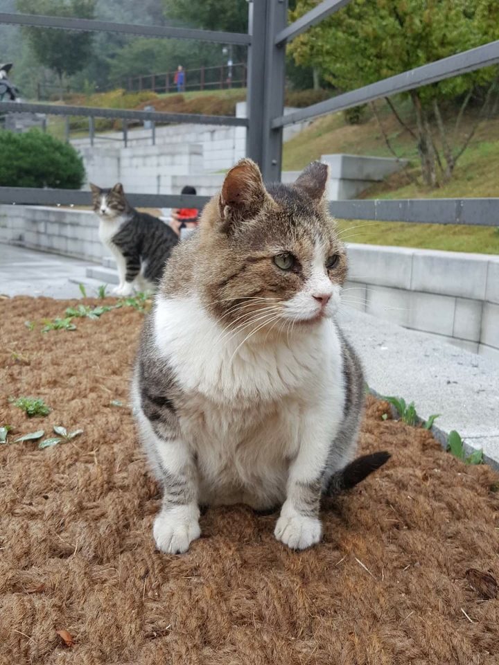 뚠냥이들의 보스 대빵이 | 인스티즈