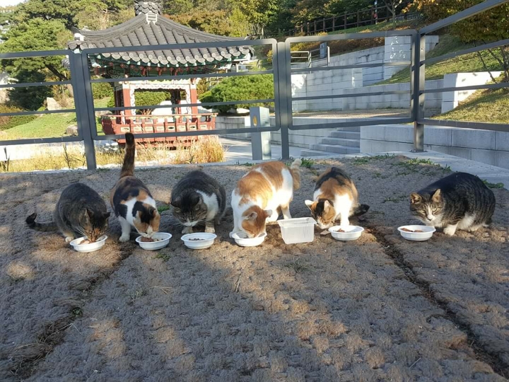 뚠냥이들의 보스 대빵이 | 인스티즈