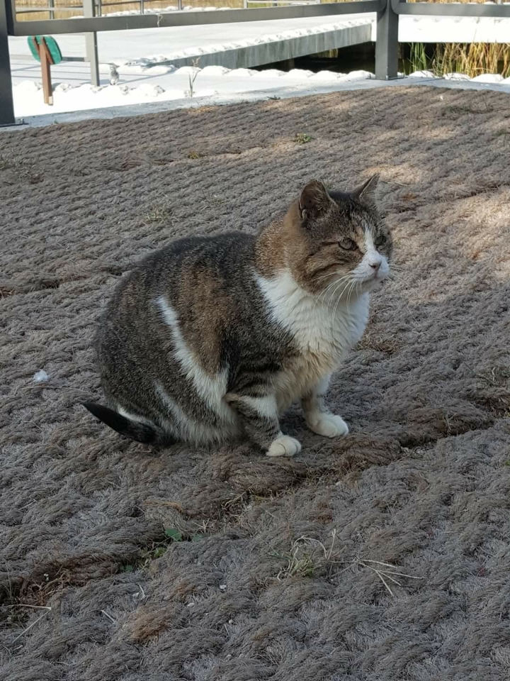 뚠냥이들의 보스 대빵이 | 인스티즈