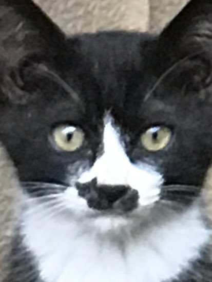 코에 고양이가 있는 고양이.jpg | 인스티즈