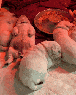 배부르고 등따신 댕댕이들🐶 | 인스티즈